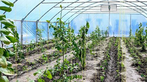 В Ташкенте и Ташобласти теплицам отключат газ и повысят плату за воду