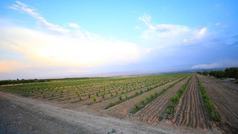 Uzbekistan introduces fines for unplanted agricultural field-edge areas