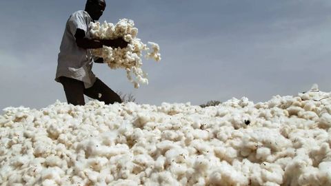 Пахта етиштиришда етакчи давлатлар рейтинги эълон қилинди. Ўзбекистон нечанчи ўринда?