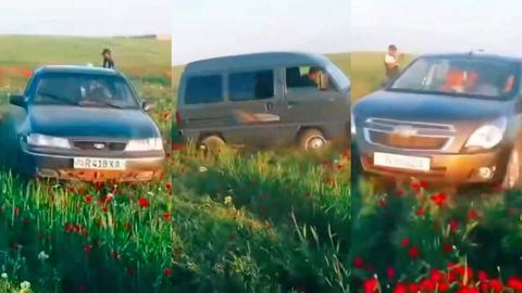 Қашқадарёда лолазорни автомобилда пайҳон қилганлар жаримага тортилди