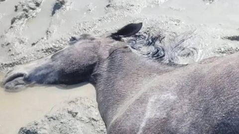 Қозоғистонда юздан ортиқ от нобуд бўлди