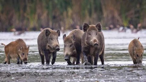 Чернобил асорати: Германиядаги ёввойи тўнғизларда радиация аниқланди