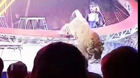 Россиядаги циркда йўлбарс томошабинлар томон сакради (видео)