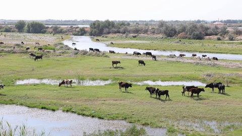 Uzbekistan launches livestock hygiene campaign amid disease risks