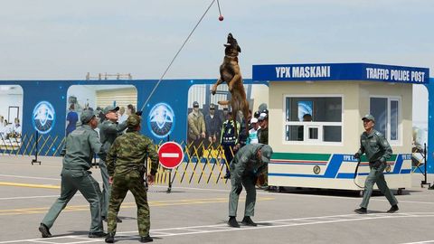 В Узбекистане за 2025 год служебные собаки выявили 1,3 тонны наркотиков