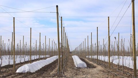 В Узбекистане фермеры смогут сами выбирать, что выращивать на арендуемых землях