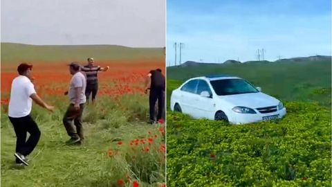 Қашқадарёда лолазорни пайҳон қилиб, рақсга тушганлар жаримага тортилди