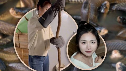  Zaharli ilonlar “malikasi”: Xitoyda qiz 60 mingdan ortiq ilon boqdi