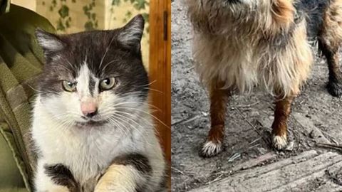 Украиналик аскарлар мушук ва итни дрон ёрдамида қутқариб олди (видео)