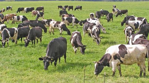 Uzbek investors may receive farmland in Russia’s Irkutsk region for cattle breeding