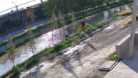 В Намангане сотрудник МЧС спас тонувшего в канале ребенка (видео)