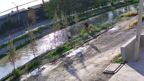 Наманганда каналда оқиб кетаётган 3 ёшли бола қутқарилди