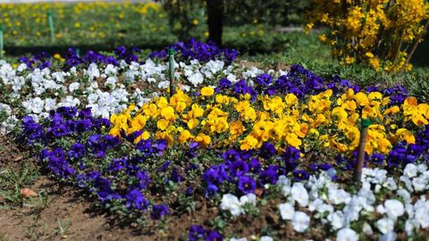 150 млн цветов — наманганцы хотят установить мировой рекорд