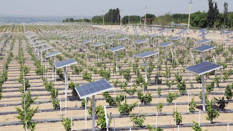 Uzbekistan to scale agrivoltaics model nationwide after Quva pilot in Fergana region