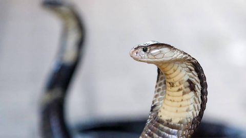 Мисрда илон чақишидан турист вафот этди