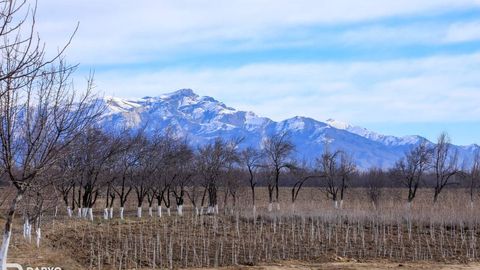 Хлопковые и зерновые площади в Фергане превратят в фруктовые плантации