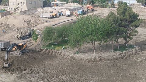 Buxoroda archalar noqonuniy kesilishi oqibatida tabiatga 95 mln so‘m zarar yetkazildi