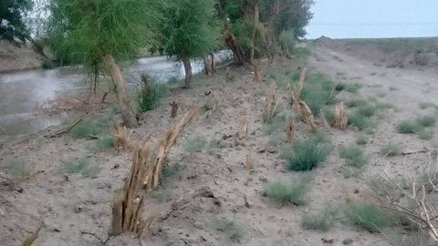Buxoroda daraxtlarni noqonuniy kesgan tadbirkordan 1,3 mlrd so‘m zarar undiriladi