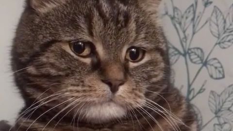 Porno shirin Lana Svetlana Porno onam oladi, uning mushuk becerdin ikki Dicks