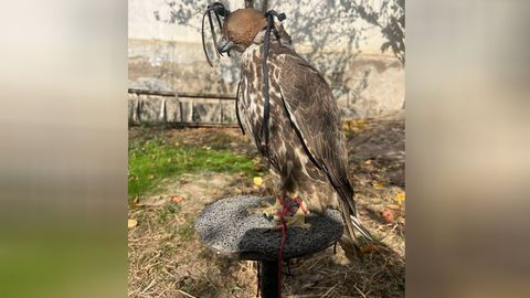 Yuqori sifatli kokrak porno Jinsiy aloqani qoralash