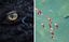 Yovvoyi tabiatning yashirin olami: Mangrove Photography Awards 2025 tanlovida e&rsquo;tirof etilgan 16 ta go&lsquo;zal surat