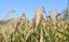 Kazakhstan develops water-saving rice variety &nbsp;