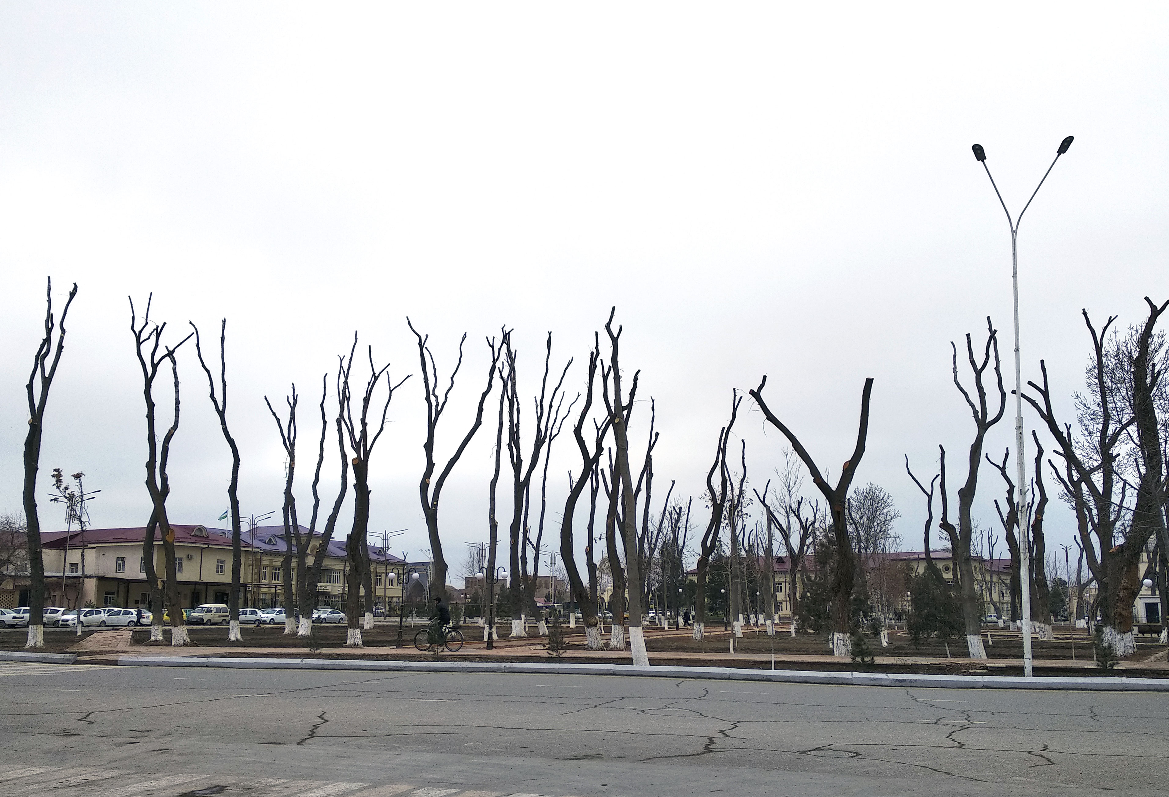 Деревья в ташкенте. Ташкент сквер. Улица с деревьями Ташкент. Срубленные деревья Ташкент.