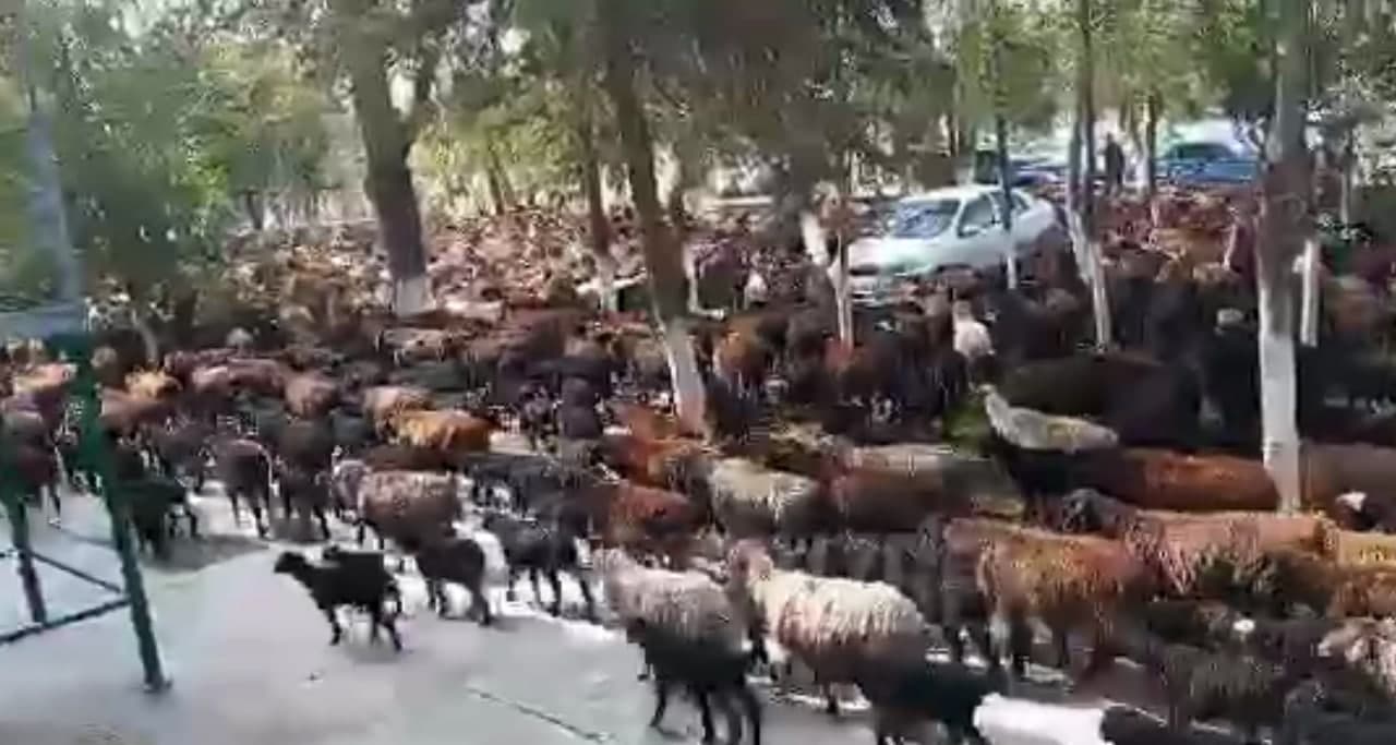 Samarqand nurobod tumani. Нуробод тумани. Самарканд нуробод. Самарканд нуробод санатория. Чорва МОЛЛАРИ.