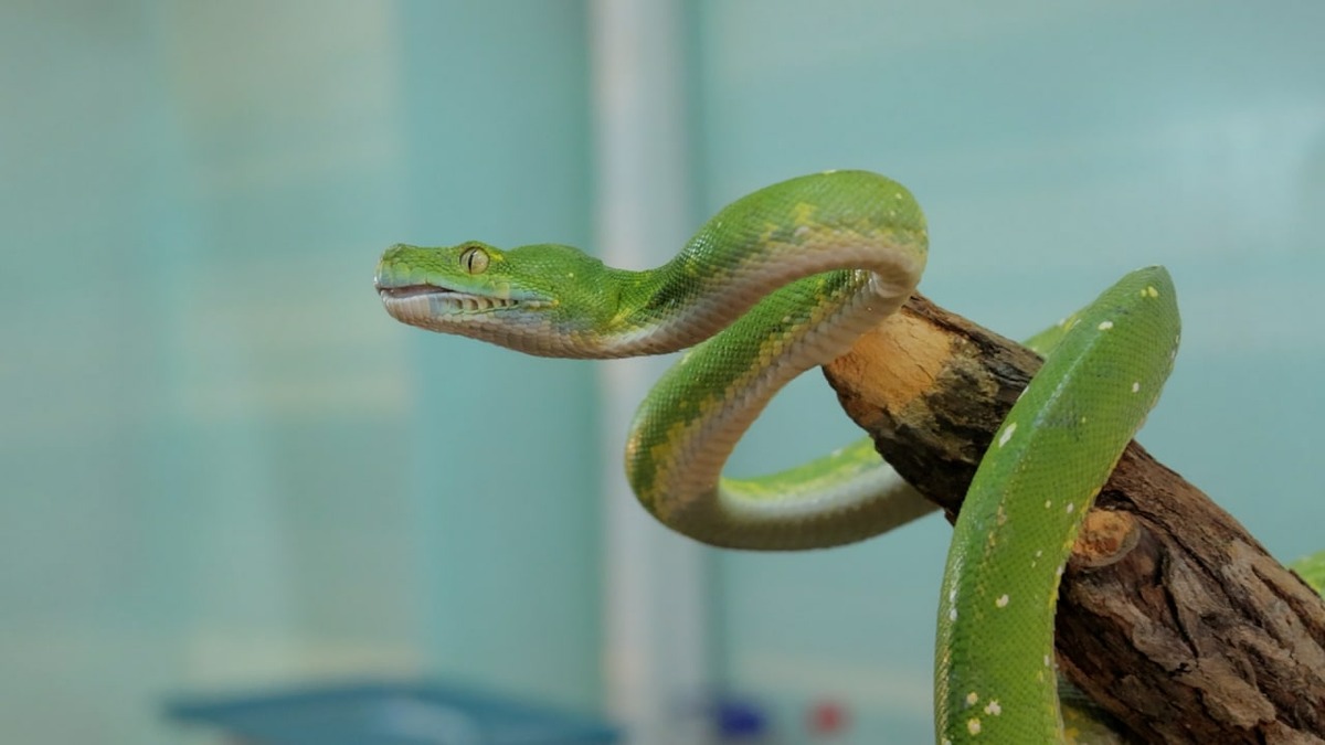 Tashkent zoo condemns passenger who illegally imported exotic reptiles ...