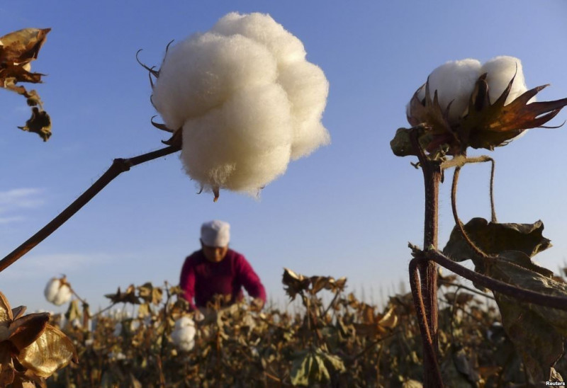 “Paxta millat kelajagiga xiyonat siyosati edi”. Cotton Campaign tomonidan O‘zbekiston paxtasiga qo‘yilgan 12 yillik boykot bekor bo‘lganiga bir yil to‘ldi