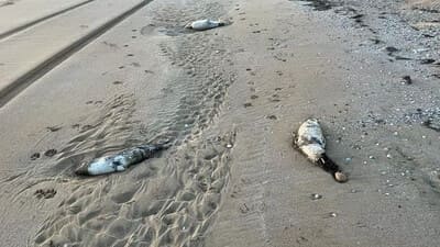 Гибель тюленей и осетров на Каспийском море прокомментировали в минэкологии Казахстана