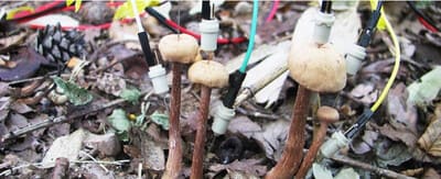 Mushrooms exhibit form of communication through electrical signals following rainfall