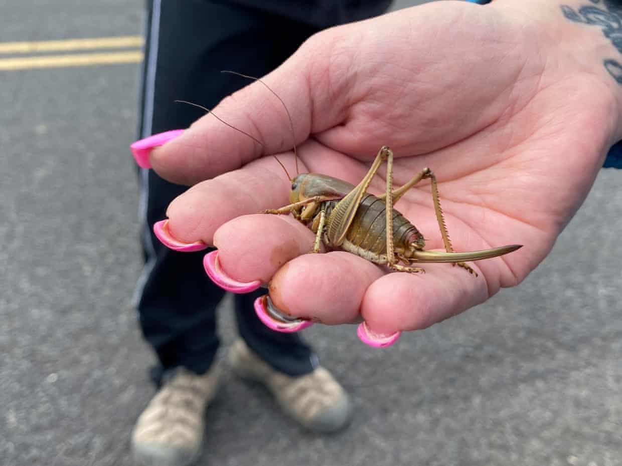 Invasion of Mormon Crickets in Nevada — Daryo News