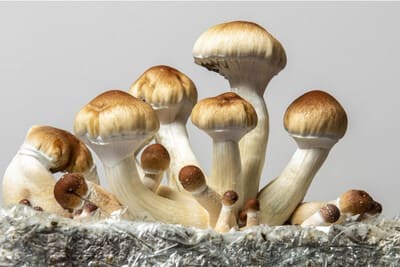 Australia legalizes use of certain psychedelic substances for mental health treatment