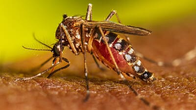 Bangladesh faces outbreak of dengue cases