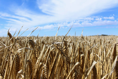 Barley shake. Сельское хозяйство Австралии. Ячмень в Китае. Barley Crop. Barley field wp.