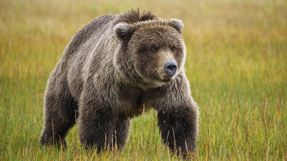 В один из поселков Узбекистана нагрянул голодный бурый медведь — Uzbekistan  News | DARYO.UZ