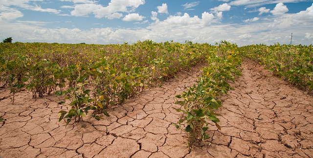 El Niño's wrath looms: Latin American agriculture faces severe threats through 2024 