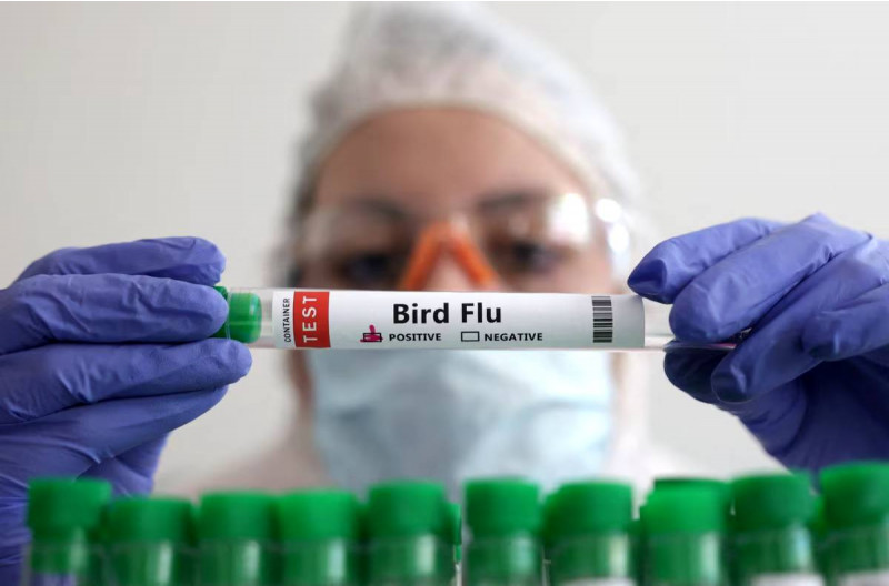 France launches bird flu vaccination campaign amid trade tensions with U.S. 