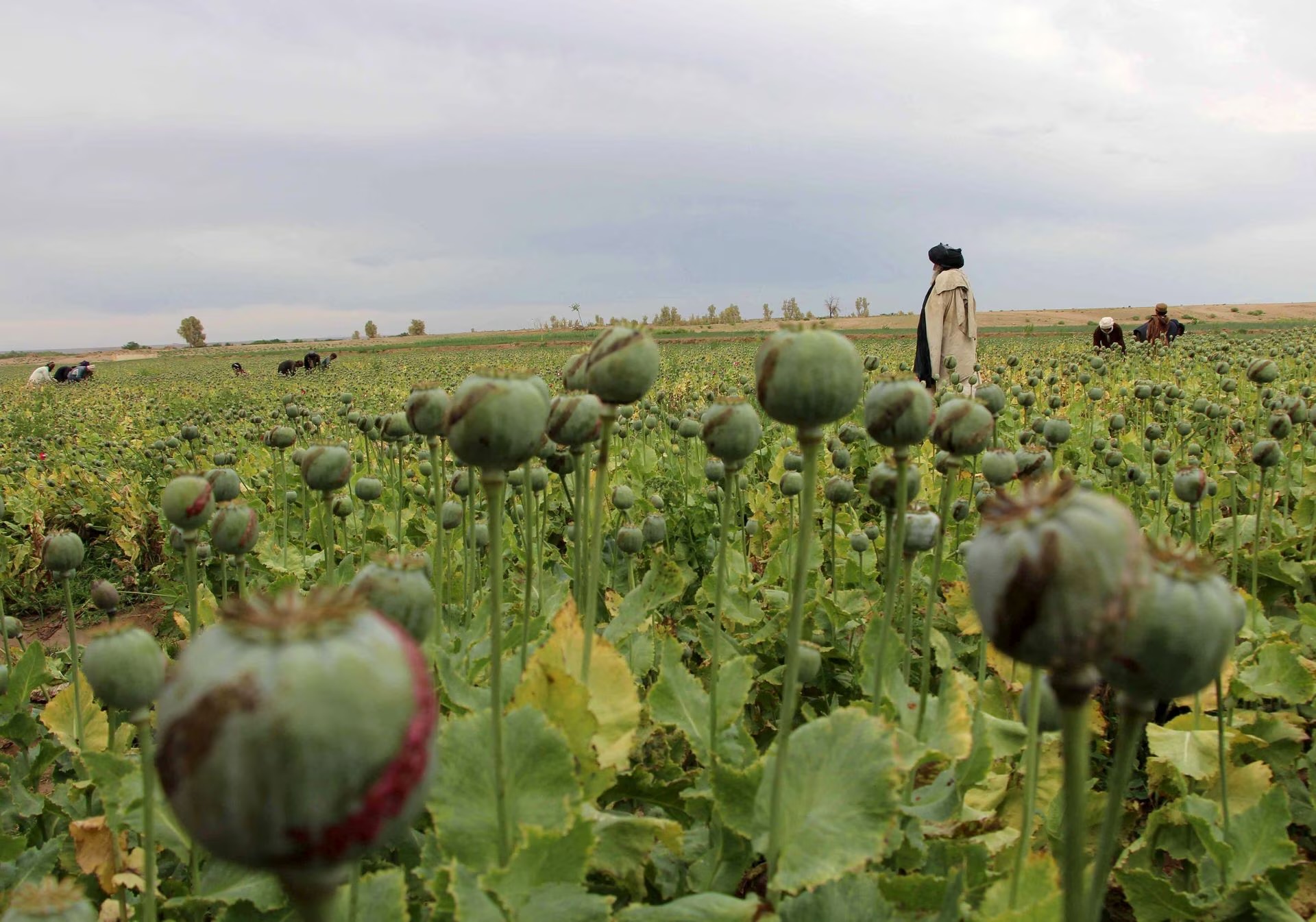 Opium poppy production in Afghanistan plummets by 95% under Taliban ban, UN report reveals 