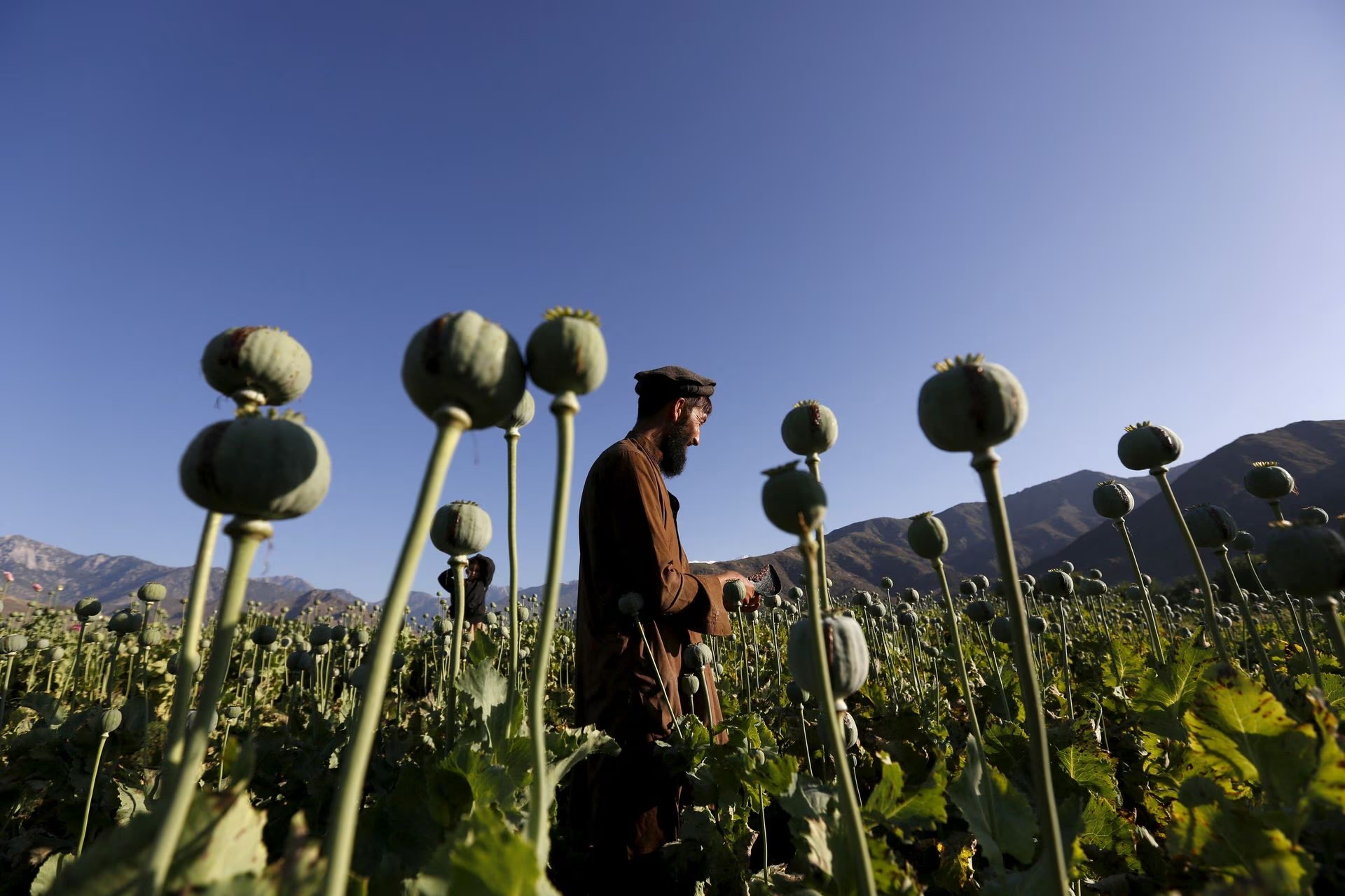 Opium poppy production in Afghanistan plummets by 95% under Taliban ban, UN report reveals 