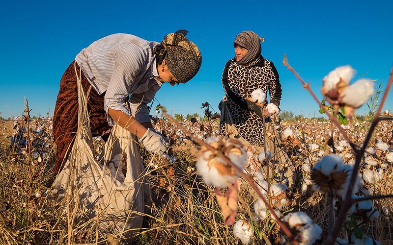 Better Cotton's proactive measures swiftly address issues like wage delays and safety concerns Better Cotton's proactive measures swiftly address issues like wage delays and safety concerns