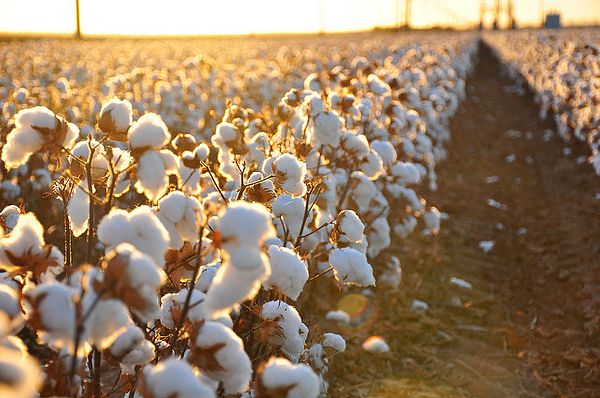 Transparent processes and traceability ensure confidence in sourcing licensed Better Cotton from Uzbekistan Transparent processes and traceability ensure confidence in sourcing licensed Better Cotton from Uzbekistan