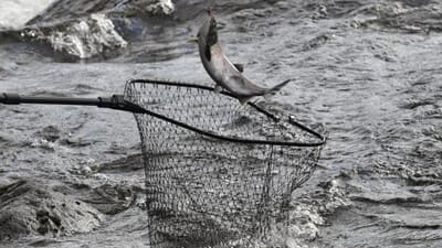 Узбекистан вводит запрет на рыболовство в период нереста