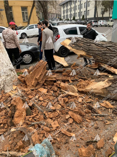 Жителей Ташкента призвали не оставлять автомобили под деревьями 