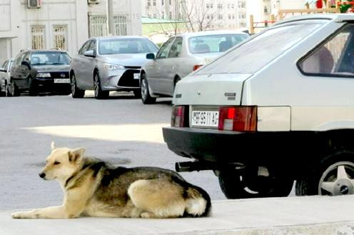 Бездомным животным в Туркменистане окажут бесплатные ветеринарные услуги 