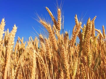 Как цветет пшеница фото Afghanistan forecasts 13% growth in wheat production for 2024 - Daryo News