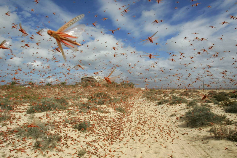 Kazakhstan deploys four aircraft, 70 vehicles to combat locust invasion threat 