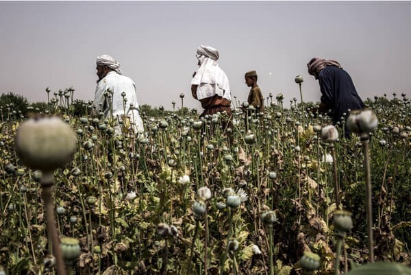 Taliban's opium ban in Afghanistan can trigger surge in overdose deaths - UN
