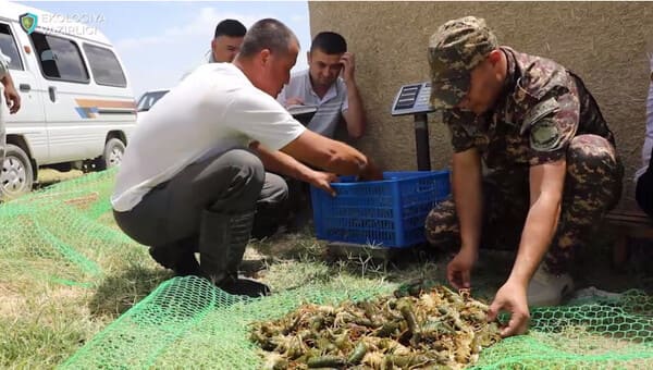 Браконьеры пытались провезти свыше полутысячи кг раков в Ташкент 